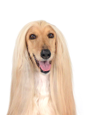 エムドッグス,動物プロダクション,ペットモデル,ペットタレント,モデル犬,タレント犬,アフガンハウンド,イヴェル