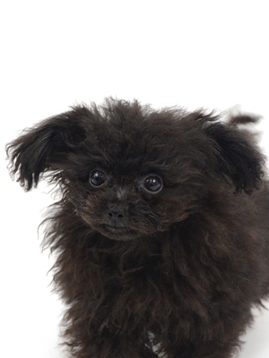 エムドッグス,動物プロダクション,ペットモデル,モデル犬,タレント犬,トイプードル,海先紈優,みさききゅう