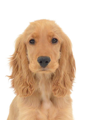 エムドッグス,動物プロダクション,ペットモデル,ペットタレント,モデル犬,タレント犬,イングリッシュコッカースパニエル,Coda,コーダ