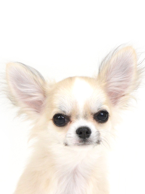 エムドッグス,動物プロダクション,ペットモデル,ペットタレント,モデル犬,タレント犬,チワワ,ピロー