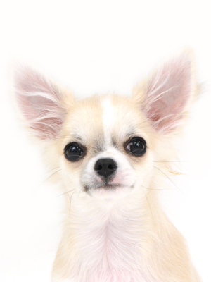 エムドッグス,動物プロダクション,ペットモデル,ペットタレント,モデル犬,タレント犬,チワワ,ベルベット