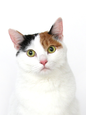 エムドッグス,動物プロダクション,ペットモデル,ペットタレント,モデル猫,タレント猫,MIX,みら