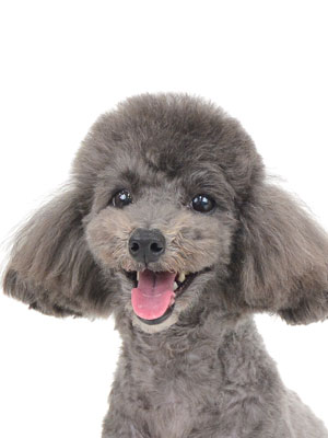 エムドッグス,動物プロダクション,ペットモデル,モデル犬,タレント犬,トイプードル,ケンちゃん