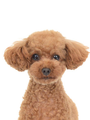 エムドッグス,動物プロダクション,ペットモデル,モデル犬,タレント犬,トイプードル,アデル