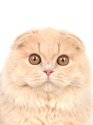 エムドッグス,動物プロダクション,ペットモデル,ペットタレント,モデル猫,タレント猫,スコティッシュフォールド,ルンルン