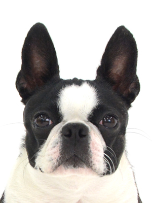エムドッグス,動物プロダクション,ペットモデル,モデル犬,タレント犬,ボストンテリア,グリコ