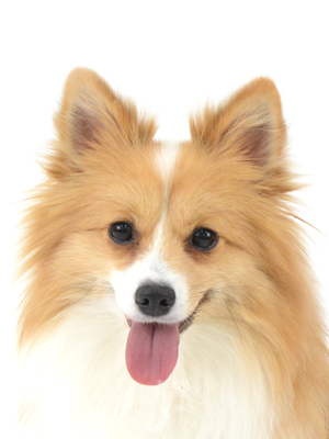 エムドッグス,動物プロダクション,ペットモデル,モデル犬,タレント犬,mix犬,ジル