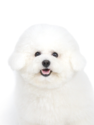 エムドッグス,動物プロダクション,ペットモデル,モデル犬,タレント犬,ビションフリーゼ,フルリ