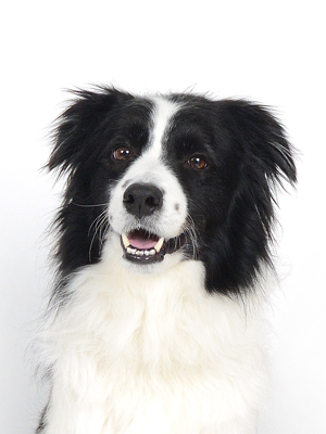 エムドッグス,動物プロダクション,ペットモデル,モデル犬,タレント犬,ボーダーコリー,レオ