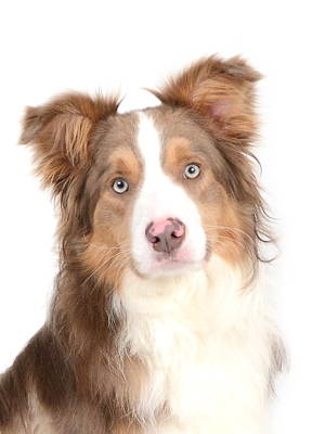 エムドッグス,動物プロダクション,ペットモデル,モデル犬,タレント犬,ボーダーコリー,ロック