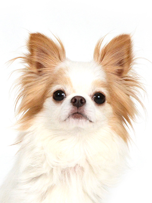 エムドッグス,動物プロダクション,ペットモデル,モデル犬,タレント犬,チワワ,LICOLINO,リコリノ