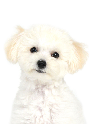 エムドッグス,動物プロダクション,ペットモデル,モデル犬,タレント犬,MIX犬,もふ