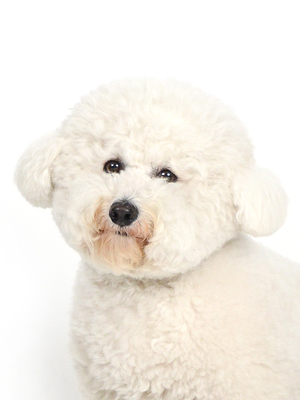 エムドッグス,動物プロダクション,ペットモデル,モデル犬,タレント犬,ビションフリーゼ,ハナ