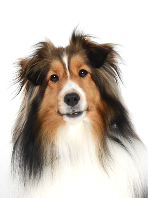 エムドッグス,動物プロダクション,ペットモデル,ペットタレント,モデル犬,タレント犬,シェルティ,シェットランドシープドッグ,キャンディ