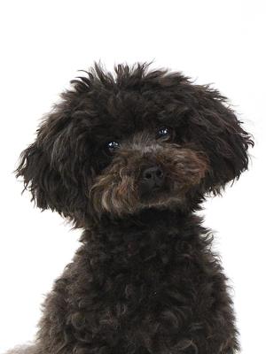 エムドッグス,動物プロダクション,ペットモデル,モデル犬,タレント犬,トイプードル,浅美巫和,あさみふわ