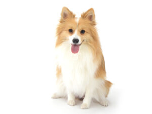 エムドッグス,動物プロダクション,ペットモデル,モデル犬,タレント犬,mix犬,ジル