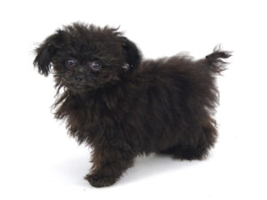 エムドッグス,動物プロダクション,ペットモデル,モデル犬,タレント犬,トイプードル,海先紈優,みさききゅう