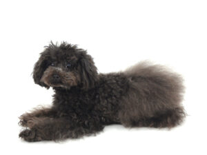 エムドッグス,動物プロダクション,ペットモデル,モデル犬,タレント犬,トイプードル,浅美巫和,あさみふわ