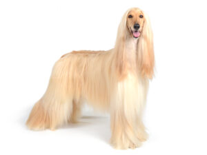 エムドッグス,動物プロダクション,ペットモデル,ペットタレント,モデル犬,タレント犬,アフガンハウンド,イヴェル