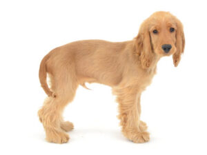 エムドッグス,動物プロダクション,ペットモデル,ペットタレント,モデル犬,タレント犬,イングリッシュコッカースパニエル,Coda,コーダ