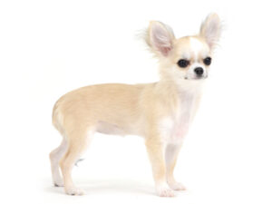 エムドッグス,動物プロダクション,ペットモデル,ペットタレント,モデル犬,タレント犬,チワワ,ピロー