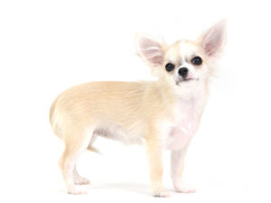 エムドッグス,動物プロダクション,ペットモデル,ペットタレント,モデル犬,タレント犬,チワワ,ベルベット