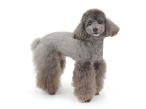 エムドッグス,動物プロダクション,ペットモデル,モデル犬,タレント犬,トイプードル,ケンちゃん