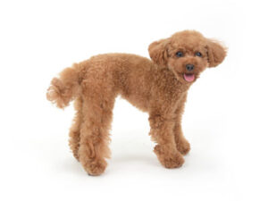 エムドッグス,動物プロダクション,ペットモデル,モデル犬,タレント犬,トイプードル,アデル