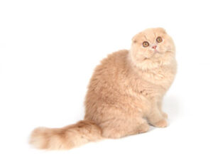 エムドッグス,動物プロダクション,ペットモデル,ペットタレント,モデル猫,タレント猫,スコティッシュフォールド,ルンルン