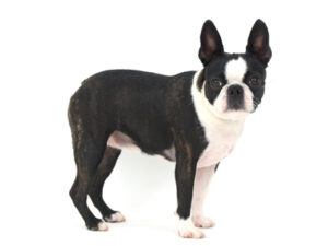 エムドッグス,動物プロダクション,ペットモデル,モデル犬,タレント犬,ボストンテリア,グリコ