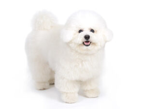 エムドッグス,動物プロダクション,ペットモデル,モデル犬,タレント犬,ビションフリーゼ,フルリ