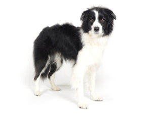 エムドッグス,動物プロダクション,ペットモデル,モデル犬,タレント犬,ボーダーコリー,レオ