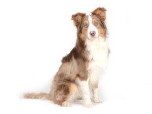 エムドッグス,動物プロダクション,ペットモデル,モデル犬,タレント犬,ボーダーコリー,ロック