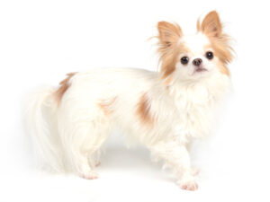 エムドッグス,動物プロダクション,ペットモデル,モデル犬,タレント犬,チワワ,LICOLINO,リコリノ