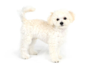 エムドッグス,動物プロダクション,ペットモデル,モデル犬,タレント犬,MIX犬,もふ