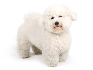 エムドッグス,動物プロダクション,ペットモデル,モデル犬,タレント犬,ビションフリーゼ,ハナ