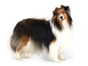 エムドッグス,動物プロダクション,ペットモデル,ペットタレント,モデル犬,タレント犬,シェルティ,シェットランドシープドッグ,キャンディ