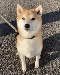 エムドッグス,動物プロダクション,ペットモデル,モデル犬,タレント犬,柴犬,きゅう