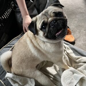 エムドッグス,動物プロダクション,ペットモデル,ペットタレント,モデル犬,タレント犬,パグ,ごんすけ