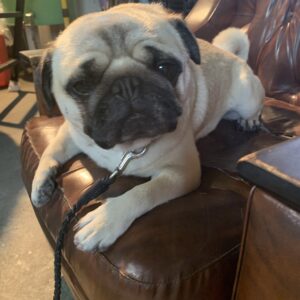 エムドッグス,動物プロダクション,ペットモデル,ペットタレント,モデル犬,タレント犬,パグ,ごんすけ