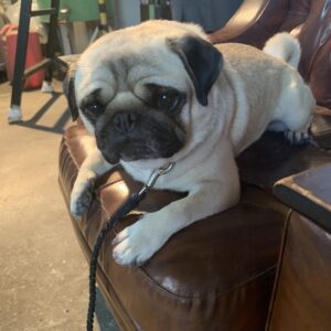 エムドッグス,動物プロダクション,ペットモデル,ペットタレント,モデル犬,タレント犬,パグ,ごんすけ