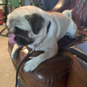 エムドッグス,動物プロダクション,ペットモデル,ペットタレント,モデル犬,タレント犬,パグ,ごんすけ