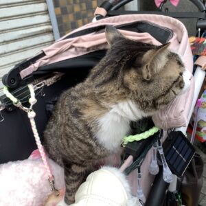 エムドッグス,動物プロダクション,ペットモデル,ペットタレント,モデル猫,タレント猫,MIX猫,ナギ