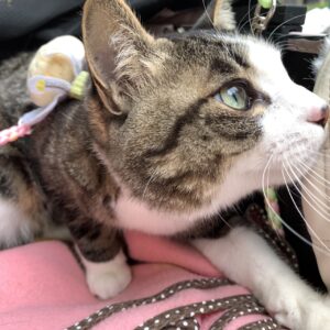 エムドッグス,動物プロダクション,ペットモデル,ペットタレント,モデル猫,タレント猫,MIX猫,ナギ