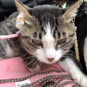 エムドッグス,動物プロダクション,ペットモデル,ペットタレント,モデル猫,タレント猫,MIX猫,ナギ