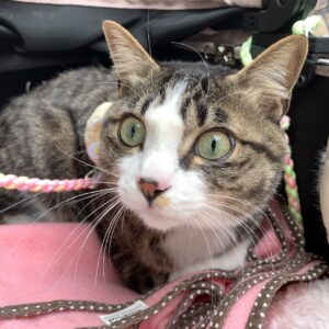 エムドッグス,動物プロダクション,ペットモデル,ペットタレント,モデル猫,タレント猫,MIX猫,ナギ