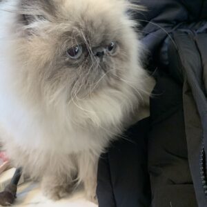 エムドッグス,動物プロダクション,ペットモデル,ペットタレント,モデル猫,タレント猫,エキゾチックロングへアー,alto,アルト