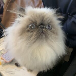 エムドッグス,動物プロダクション,ペットモデル,ペットタレント,モデル猫,タレント猫,エキゾチックロングへアー,alto,アルト