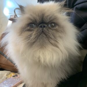 エムドッグス,動物プロダクション,ペットモデル,ペットタレント,モデル猫,タレント猫,エキゾチックロングへアー,alto,アルト