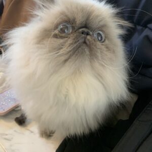 エムドッグス,動物プロダクション,ペットモデル,ペットタレント,モデル猫,タレント猫,エキゾチックロングへアー,alto,アルト